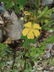 Potentilla kleiniana
