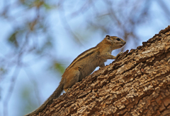 Funisciurus congicus