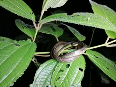 Chironius septentrionalis