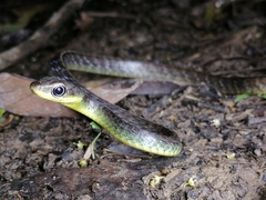 Chironius septentrionalis