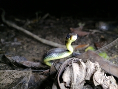 Chironius septentrionalis