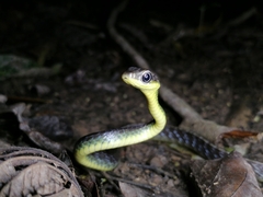 Chironius septentrionalis