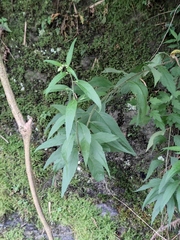 Artemisia anomala