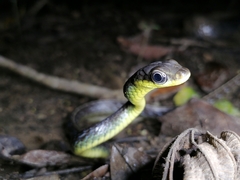 Chironius septentrionalis