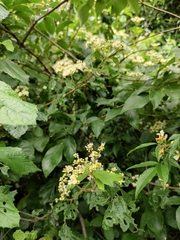 Viburnum fordiae
