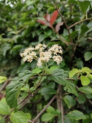 Viburnum fordiae