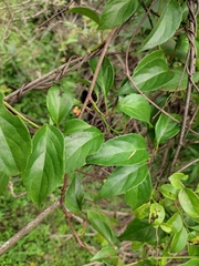 Schisandra sphenanthera