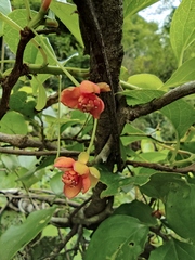 Schisandra sphenanthera
