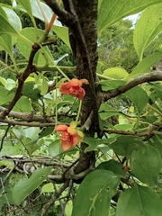 Schisandra sphenanthera