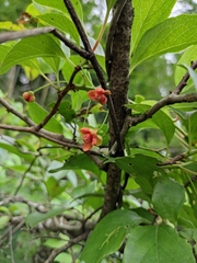 Schisandra sphenanthera