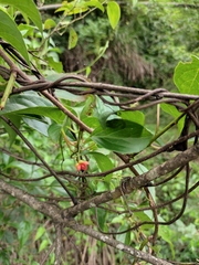 Schisandra sphenanthera
