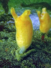 Halocynthia aurantium