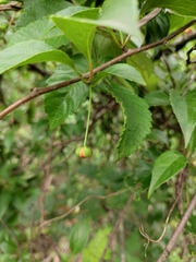 Schisandra sphenanthera
