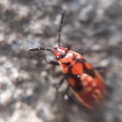 Spilostethus pandurus