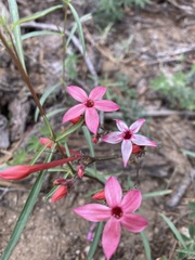 Ipomopsis aggregata bridgesii