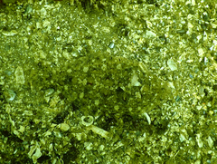 Citharichthys sordidus