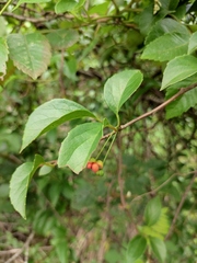 Schisandra sphenanthera