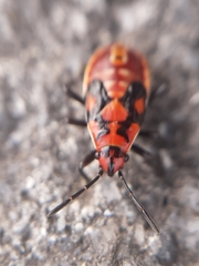 Spilostethus pandurus