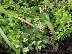 Viburnum fordiae