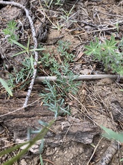 Ipomopsis aggregata bridgesii