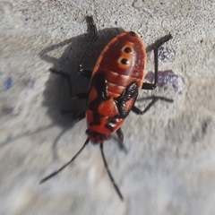 Spilostethus pandurus