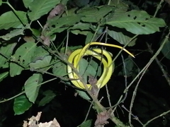 Chironius septentrionalis