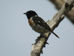 Saxicola rubicola