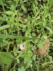 Lobelia chinensis