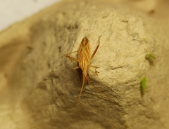 Miridius quadrivirgatus