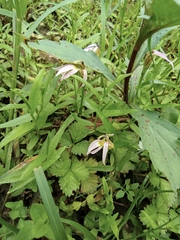 Lobelia chinensis