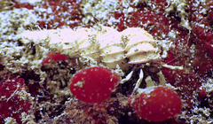 Epitoniidae