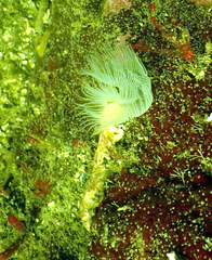 Protula pacifica