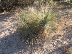 Yucca elata verdiensis