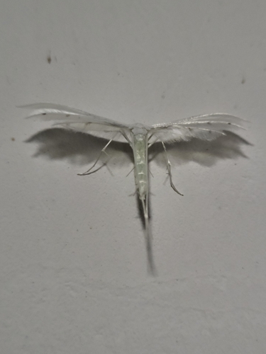 Perastokrili moljci (Pterophoridae)