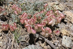Astragalus whitneyi