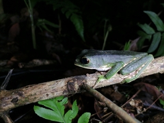 Phyllomedusa trinitatis