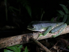 Phyllomedusa trinitatis