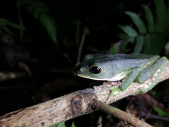 Phyllomedusa trinitatis