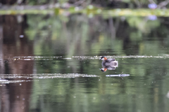 Tachybaptus pelzelnii
