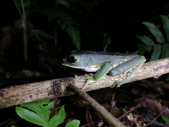 Phyllomedusa trinitatis