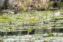 Tachybaptus pelzelnii