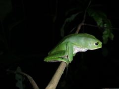 Phyllomedusa trinitatis