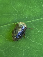 Clastoptera achatina