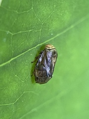 Clastoptera achatina
