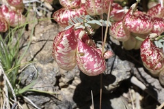 Astragalus whitneyi