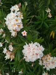 Nerium oleander