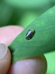 Clastoptera achatina