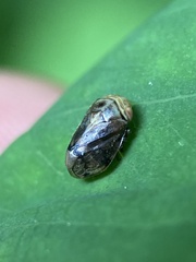 Clastoptera achatina