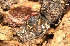 Paraphrynus laevifrons