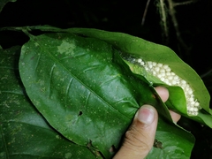 Phyllomedusa trinitatis